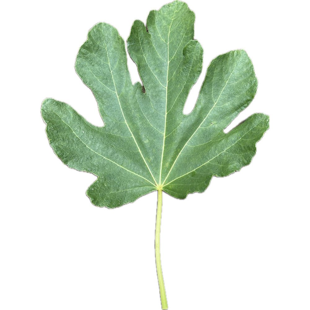 Tauro Fig | Kremp Florist