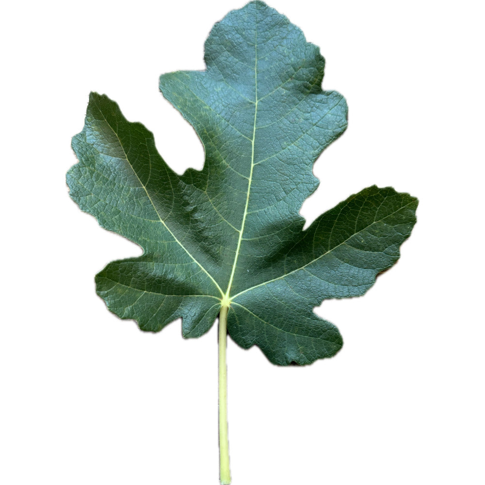 Joualle Noire Fig | Kremp Florist