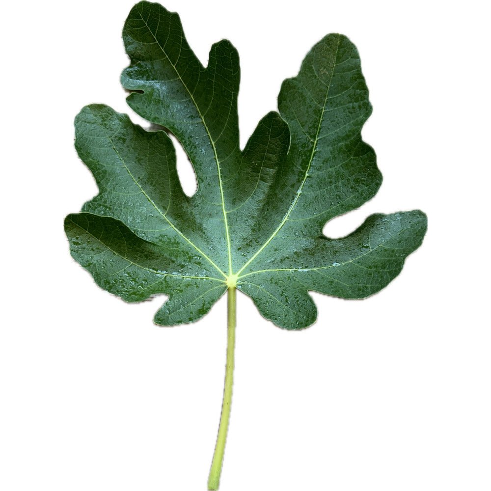 Montanha Verde Fig | Kremp Florist