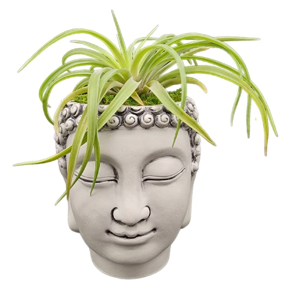 buddha head pot plant Namaste Buddha Head Air Plant