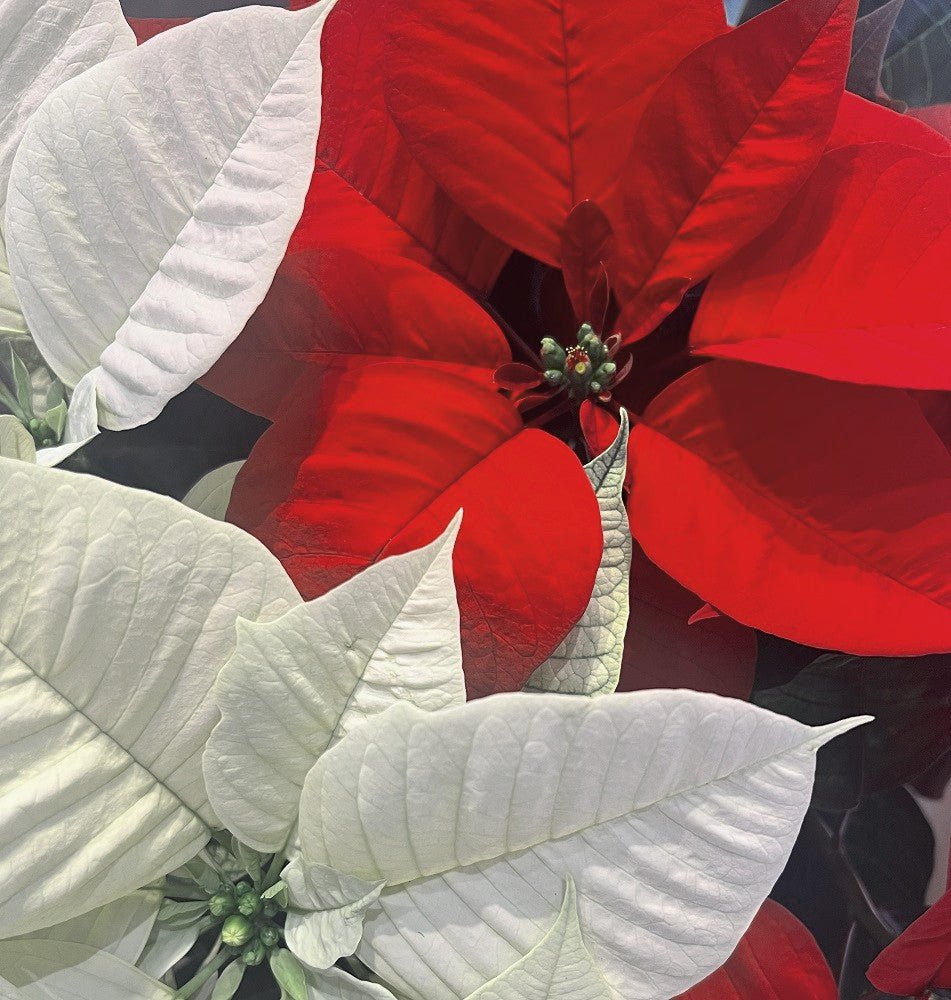 Red White Combo Poinsettia in Basket Kremp Florist