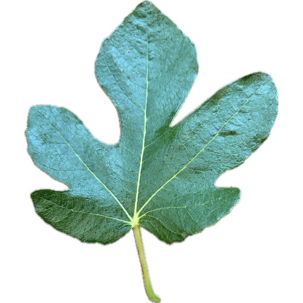Burgan Unknown イチジク苗木 Burgan Unknown Fig – Kremp Florist