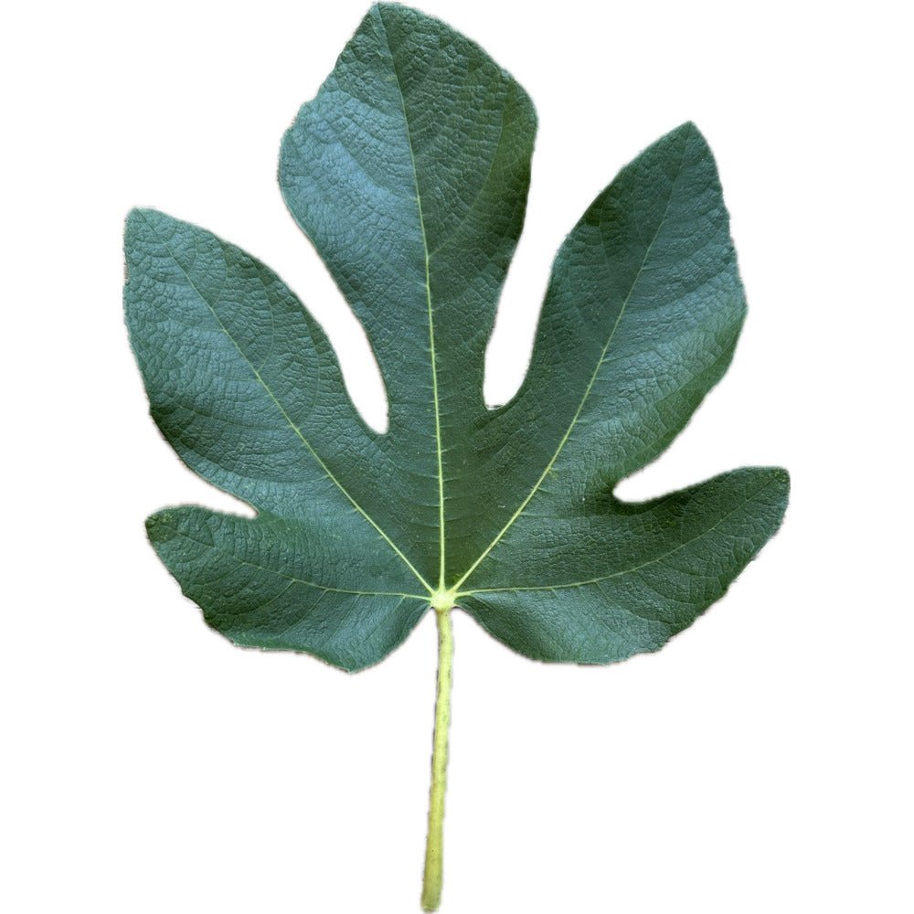 果樹 CLBc CLBC Fig – Kremp Florist
