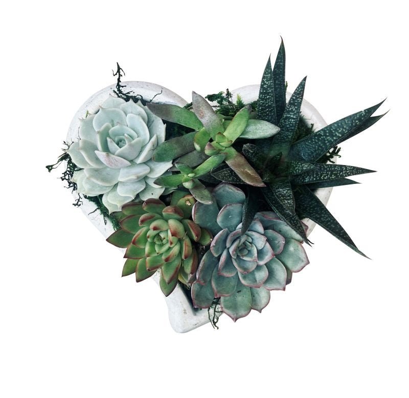 succulent heart garden Concrete Heart Succulent Garden – Kremp Florist