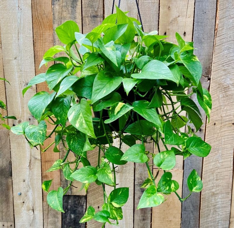 hanging basket green plants Foliage Hanging Basket – Kremp Florist