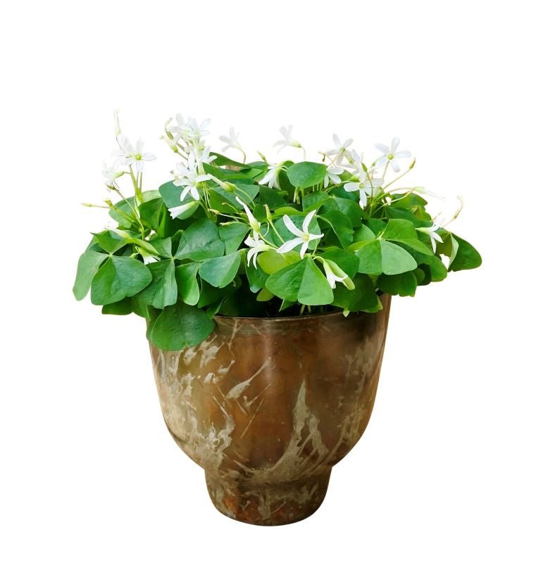 Shamrock Planter – Kremp Florist