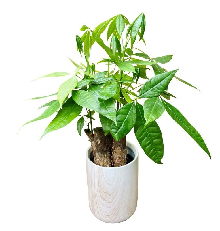 money tree for desk Tabletop Money Tree – Kremp Florist