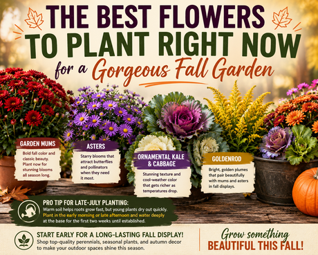 The Best Flowers to Plant Right Now for a Gorgeous Fall Garden