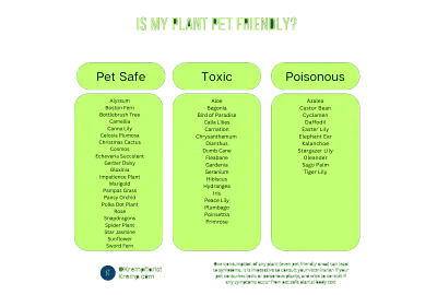 Pet Friendly Plants