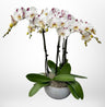 Orchids & Tropical
