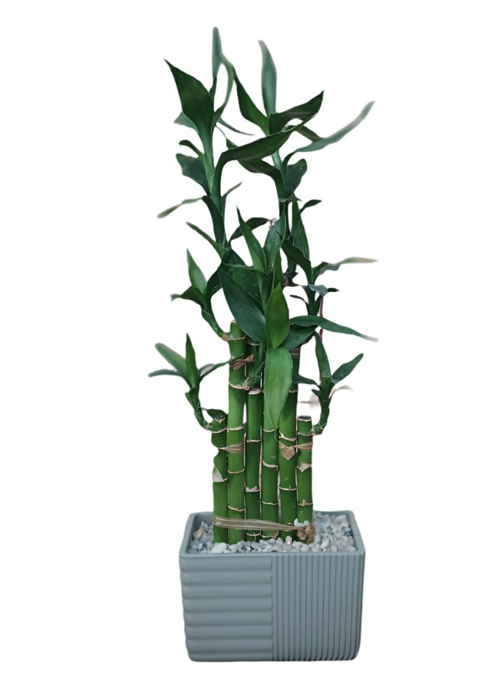 Lucky Bamboo – Kremp Florist