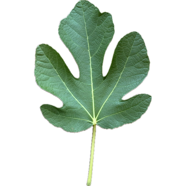 Adriatic JH Fig Leaf