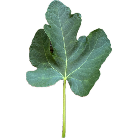 Aignan Fig Leaf