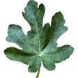 Albacor Comuna Leaf