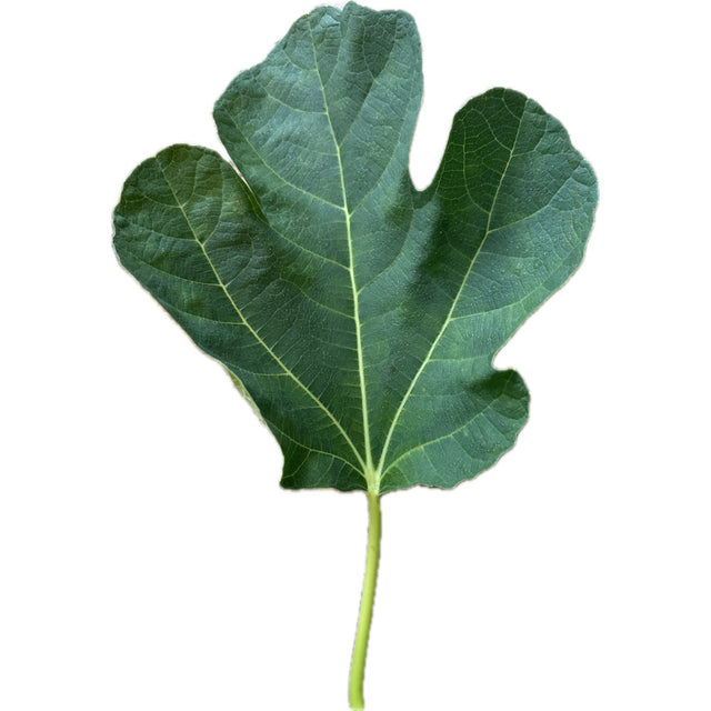 Alma Fig Leaf