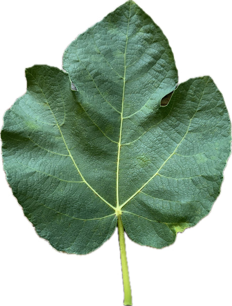 Amarcord Fig Leaf