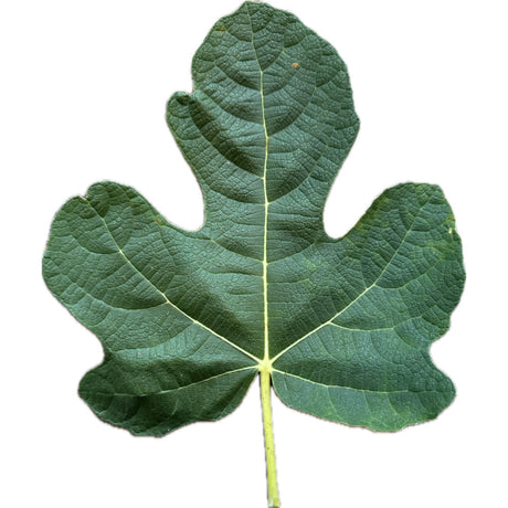 Angelos Dark Fig Leaf