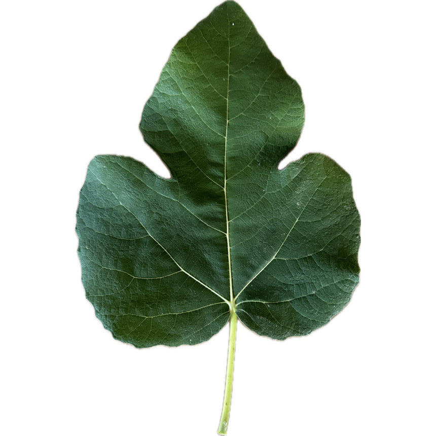 Azores Dark Fig Leaf