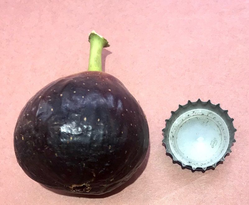 Bass Favorite Fig Whole Fruit