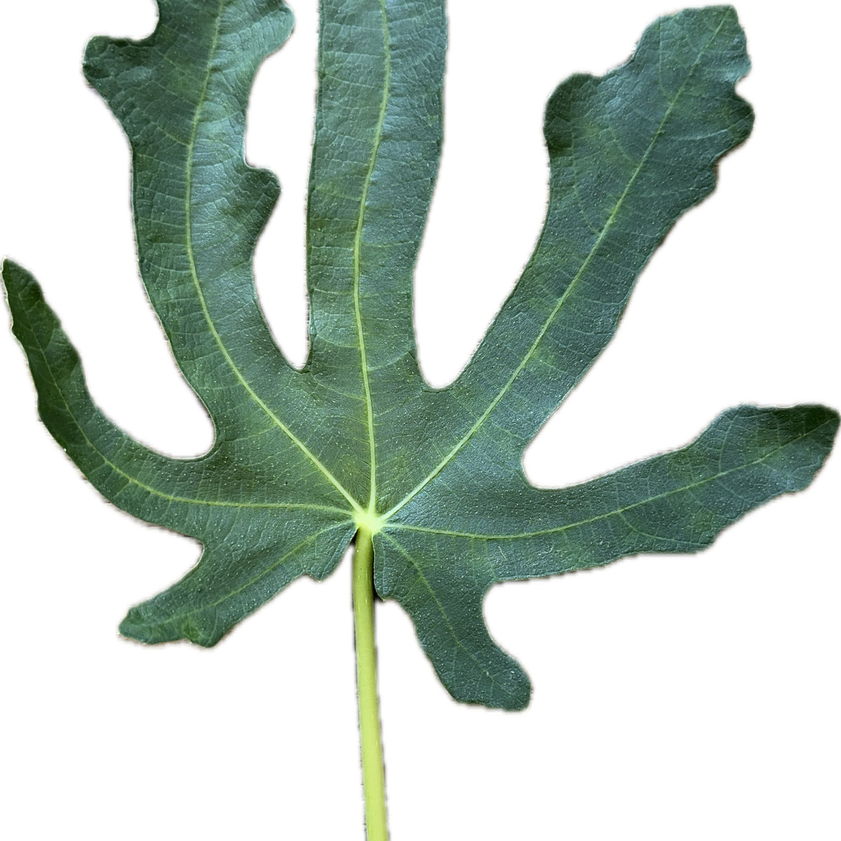 Barada Fig | Kremp Florist