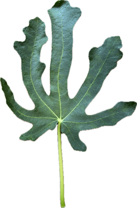 Barada Fig Leaf