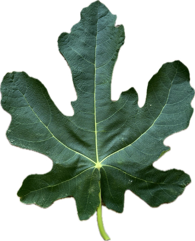 Bari Fig Leaf