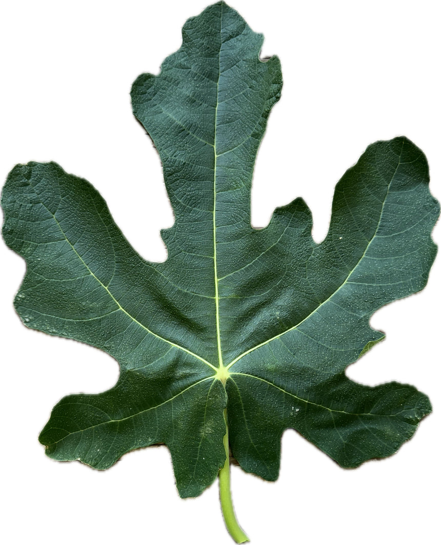 Bari Fig Leaf
