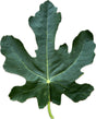 Bari Fig Leaf