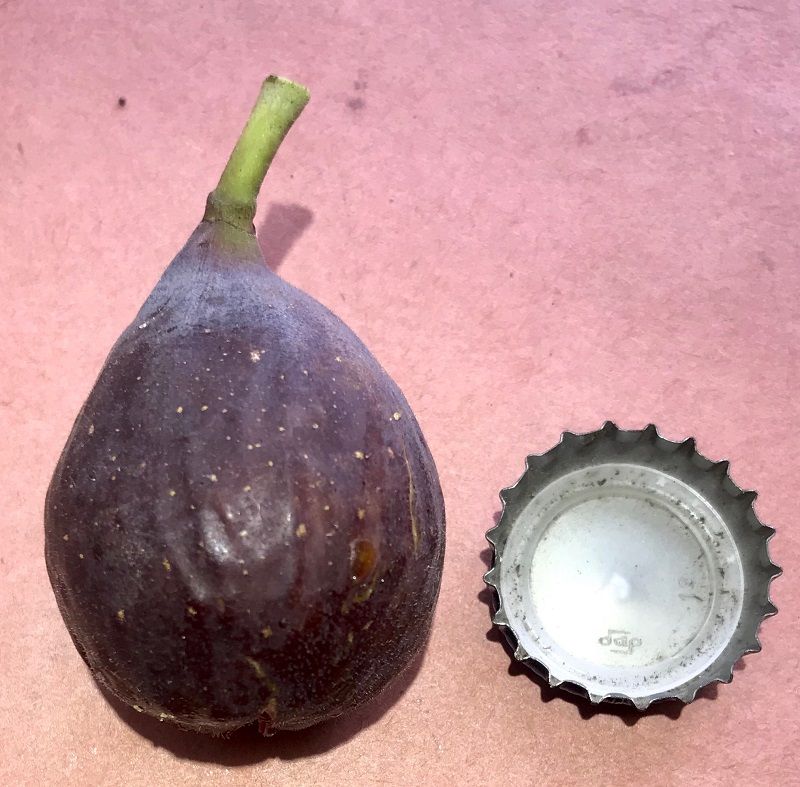 Bari Fig Whole Fruit