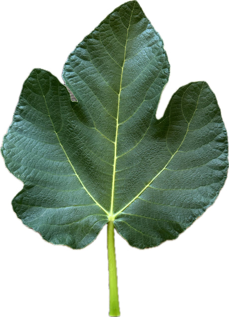 Basillico Office Fig