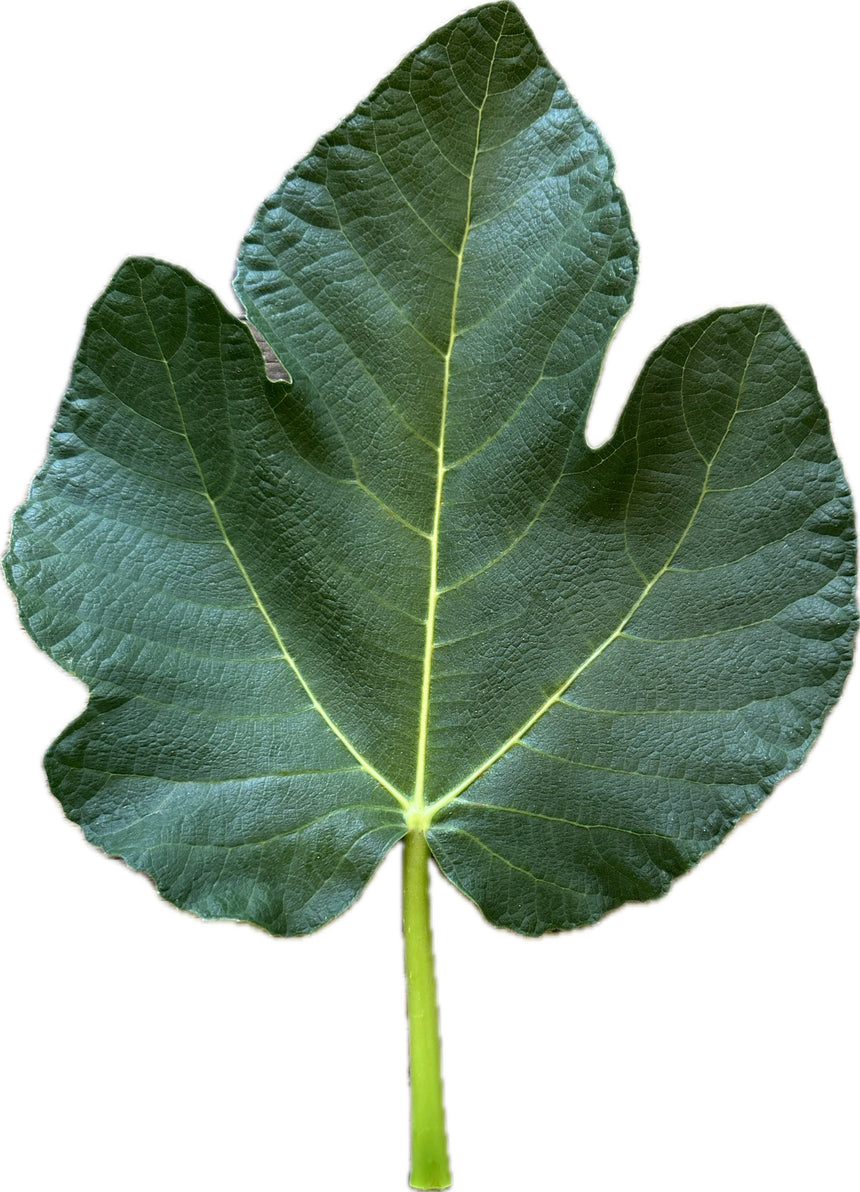 Basillico Office Fig