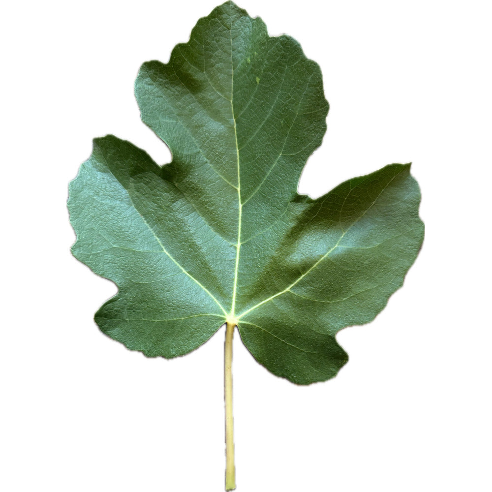 Bassâ€™ Favorite Fig – Kremp Florist