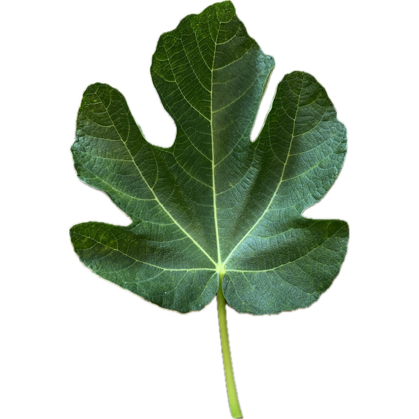 Battaglia Green Fig Leaf