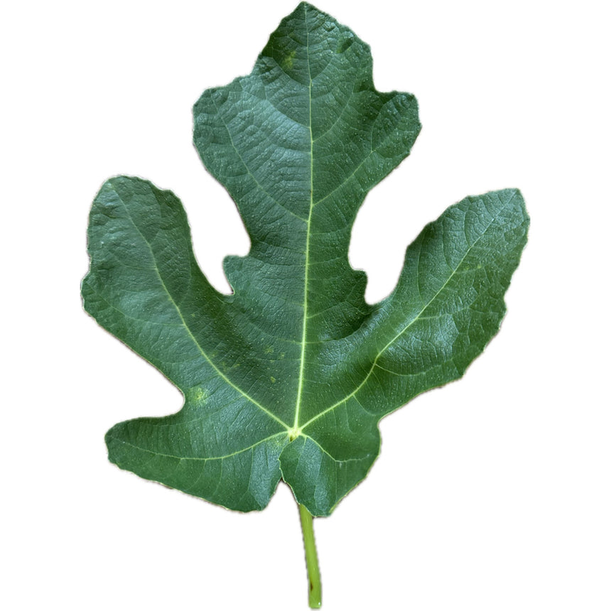 Becane Fig Leaf