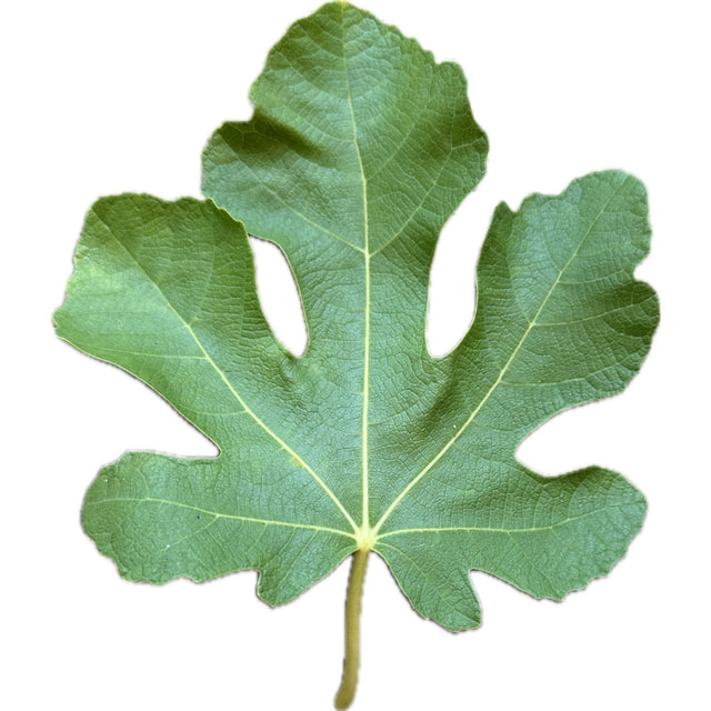 Bec de Perdiu Fig Leaf