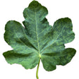 Bella Di Maria Fig Leaf