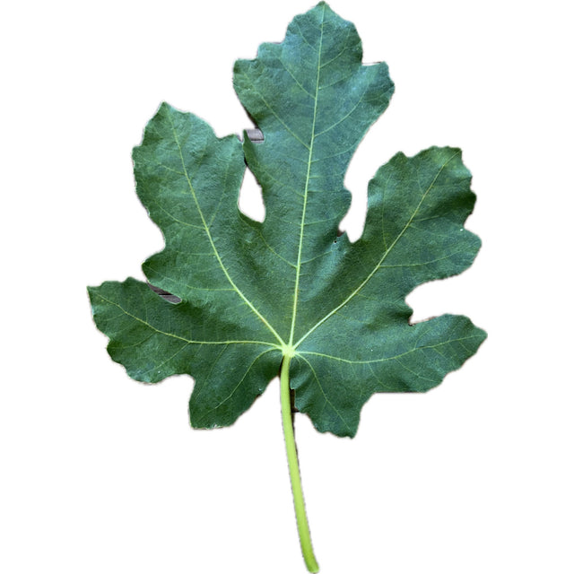 Belleclare Sport Fig Leaf