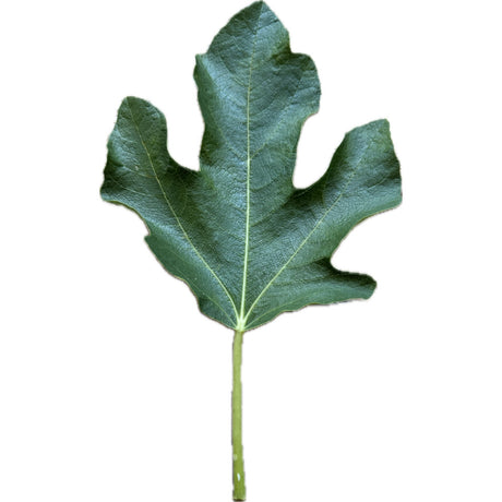 Beltrana Fig Leaf