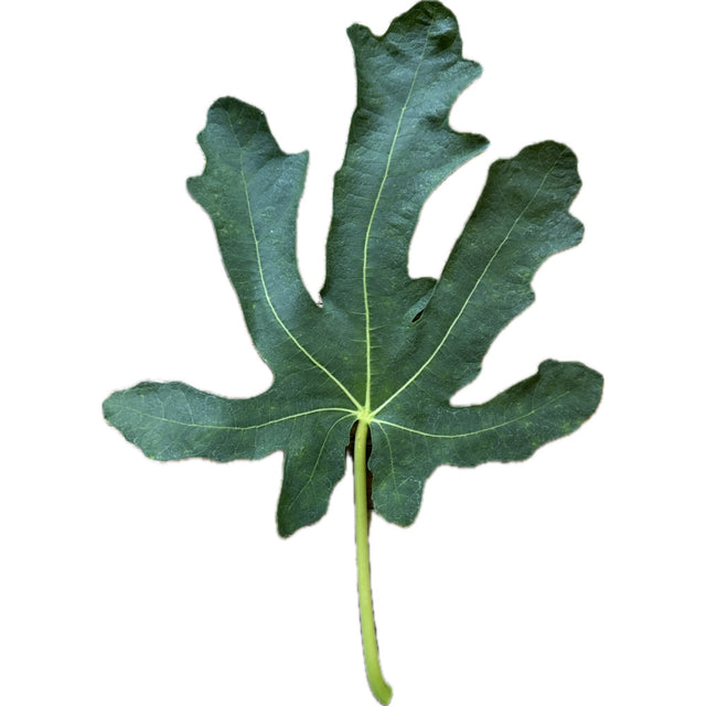 Big Red Fig Leaf