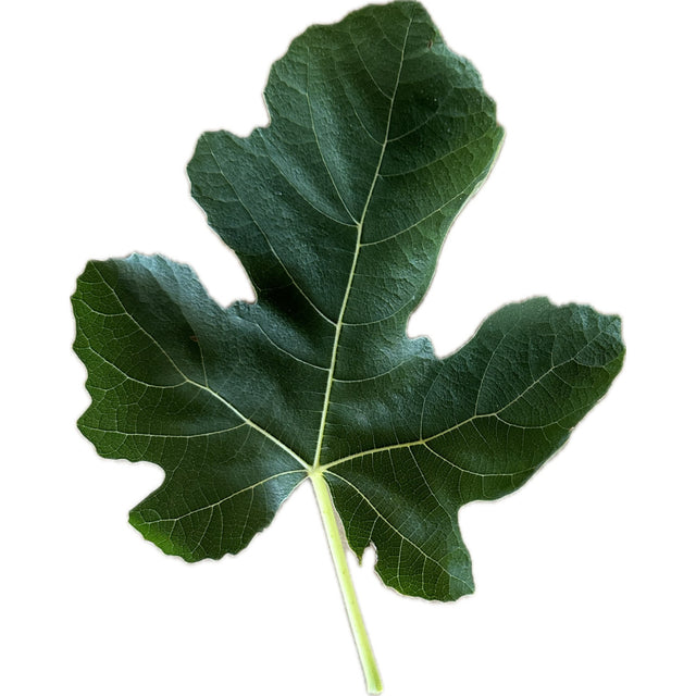 Black Celeste Fig Leaf