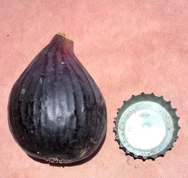 Black Ischia AD Fig Whole Fruit