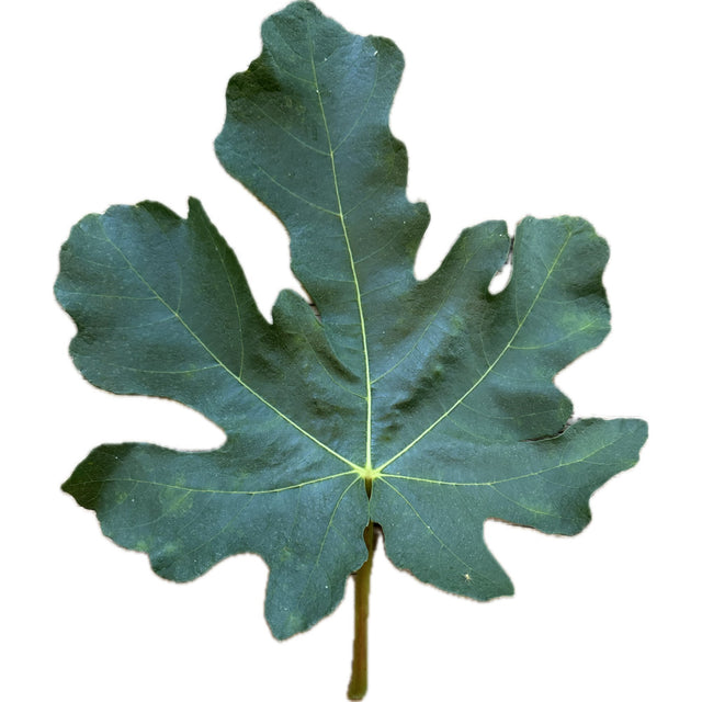 Black Kutfeji Fig Leaf