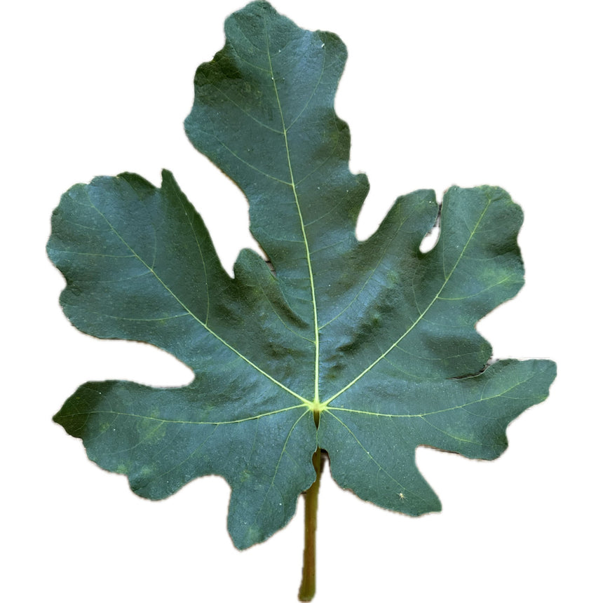 Black Kutfeji Fig Leaf