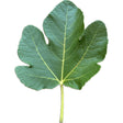 Black Madeira KK Fig Leaf