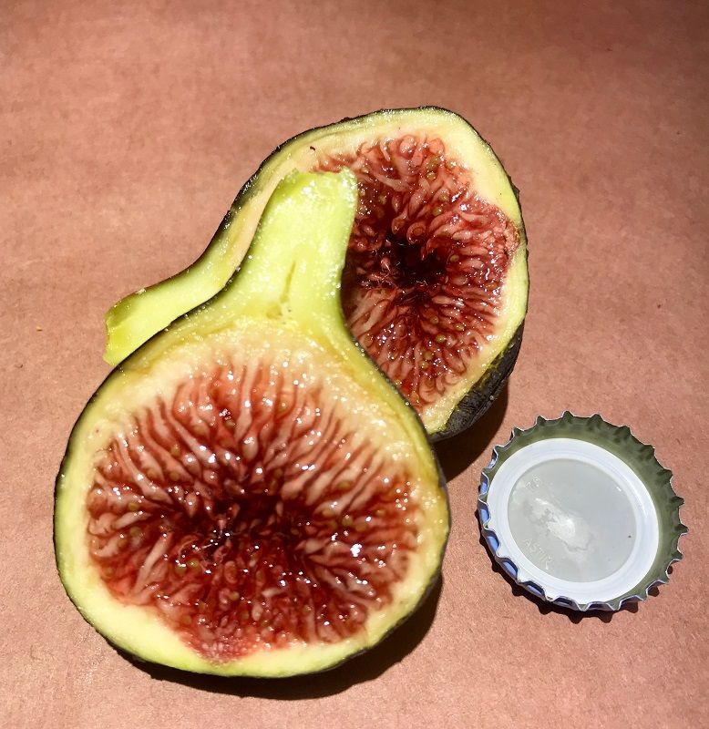 Black Madeira KK Fig Fruit Cross-section