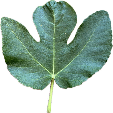 Black Tuscan Fig Leaf