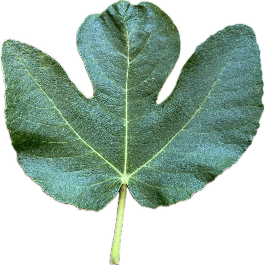 Black Tuscan Fig Leaf