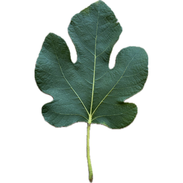 Black Zadar Fig Leaf