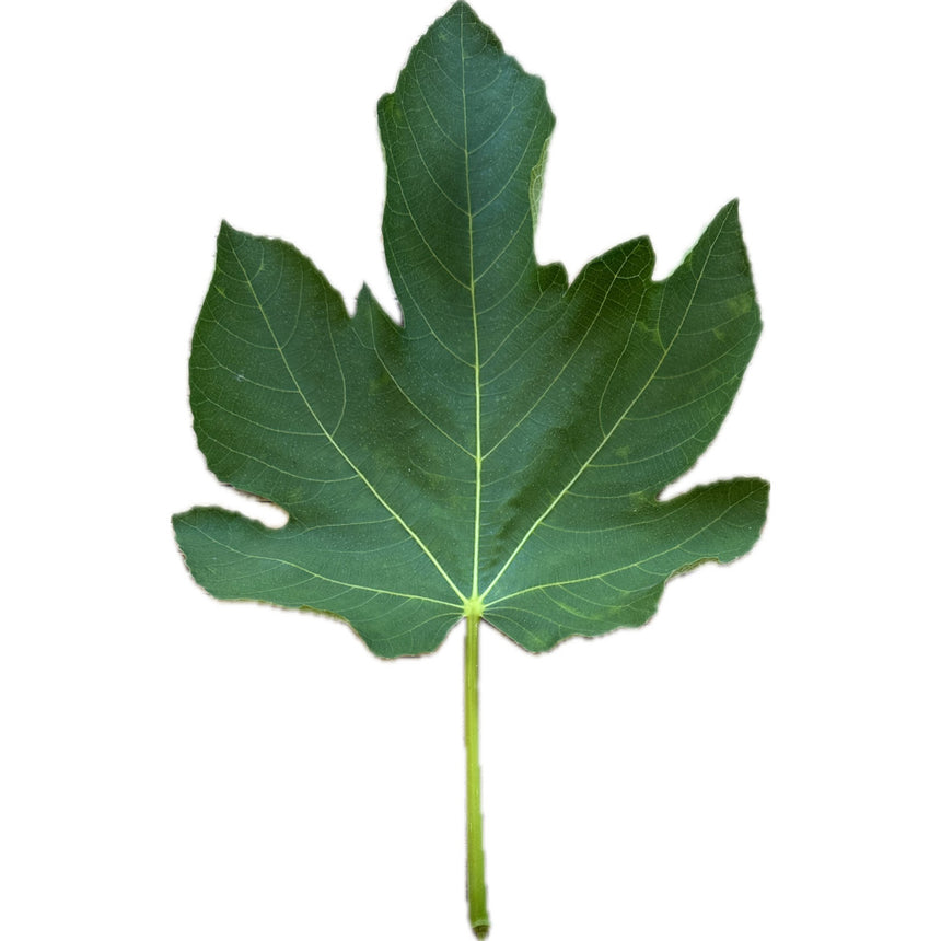 Blanche D'Argenteuil Fig Leaf