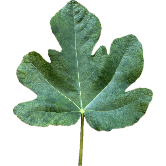 Blava Flor Fig Leaf